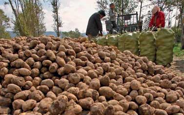 وكيل وزارة الزراعة ببنى سويف ينفى شائعة تعويض مزارعي محصول البطاطس - 

        